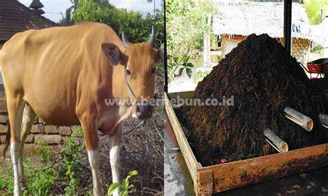 Cara Membuat Pupuk Kandang Sapi - raincitystudios.com