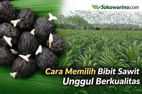 Cara Memilih Bibit Unggul dan Berkualitas - Dinas … - raincitystudios.com