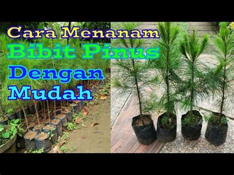 CARA MENANAM BIBIT PINUS DENGAN MUDAH - raincitystudios.com