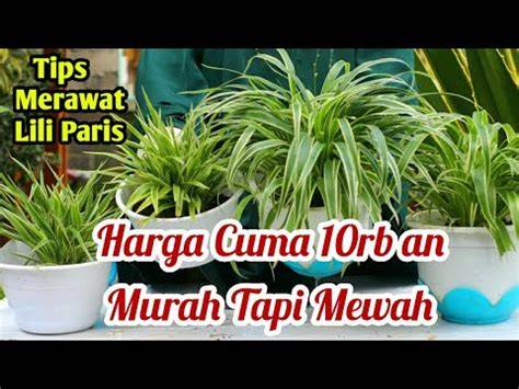 Cara Menanam dan Merawat Lili Paris - PictureThis - raincitystudios.com