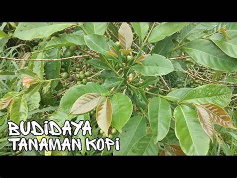 Cara Menanam Kopi Bagi Pemula - Biro Perencanaan Mutu … - raincitystudios.com