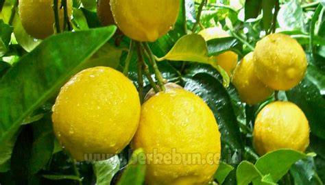 Cara Menanam Lemon Panduan Lengkap (Berkebun) - raincitystudios.com