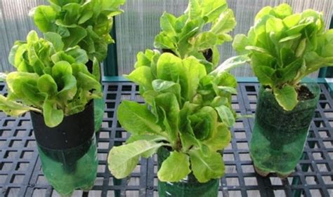 Cara Menanam Sawi Hidroponik - wintechmobiles.com