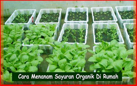 Cara Menanam Sayuran Organik - Bibit Online - raincitystudios.com
