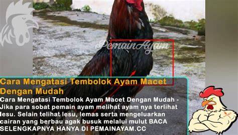 Cara mengatasi ayam tembolok macet #ternakayam # ... - raincitystudios.com
