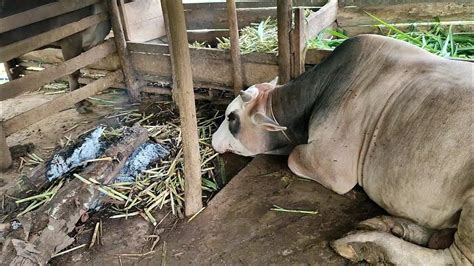 cara mengobati sapi demam - wethersfieldchildhood.com