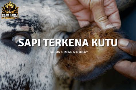 cara mengobati sapi pilek - wethersfieldchildhood.com