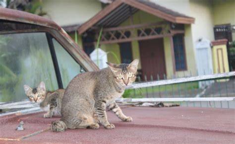 Cara Mengusir Kucing Dengan Lada - Kumpulan Cara Praktis - raincitystudios.com