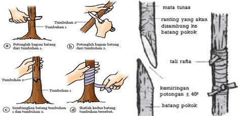 Cara Menyambung Tanaman - raincitystudios.com