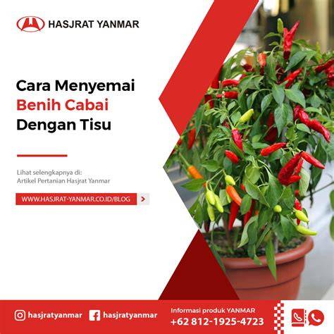 Cara menyemai cabe Disclaimer, Video ini hanya sharing ... - raincitystudios.com