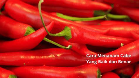 Cara Menyemai Cabe Yang Baik - Kampus Tani - raincitystudios.com