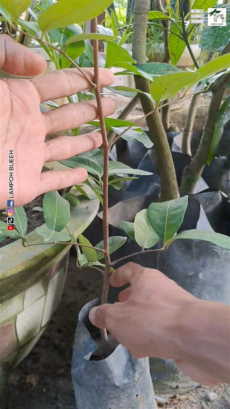 Cara sambung pucuk durian - raincitystudios.com