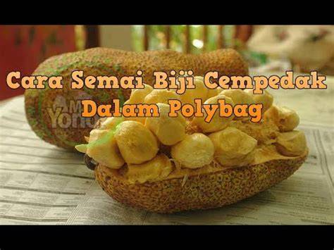 Cara Semai Biji Cempedak Dalam Polybag - raincitystudios.com