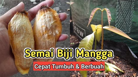 Cara Semai Biji Mangga - YukTani - raincitystudios.com