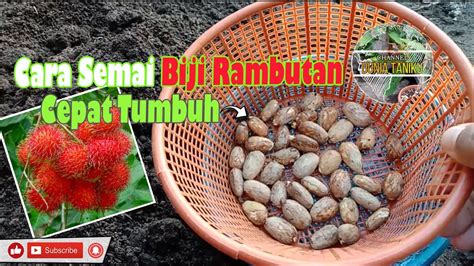 Cara Semai Biji Rambutan - YukTani - raincitystudios.com