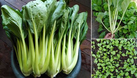 Cara Tanam Sayur Sawi - wintechmobiles.com