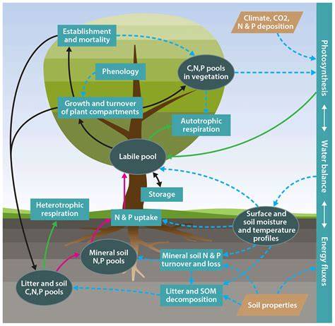 Carbon and nitrogen input fluxes and recycling efficiencies along the ... - raincitystudios.com