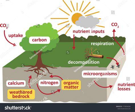 Carbon and Nutrient Cycling in Forest Ecosystem - MDPI - raincitystudios.com