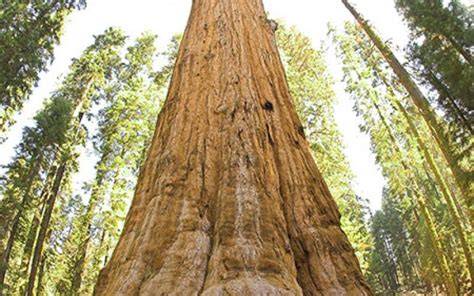 Carbon capture: Tree size matters - Yale Environment … - raincitystudios.com