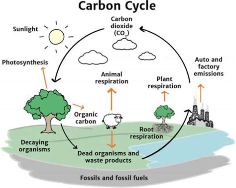 Carbon Cycle and Ecosystems - Terra - raincitystudios.com