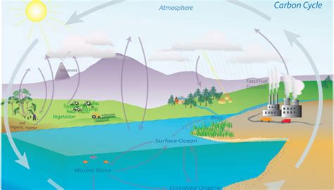 Carbon Cycle Greenhouse Gases - NOAA Global Monitoring Laboratory - raincitystudios.com