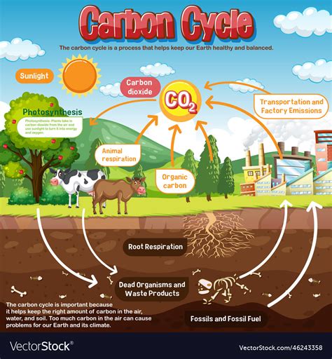 Carbon cycle - raincitystudios.com