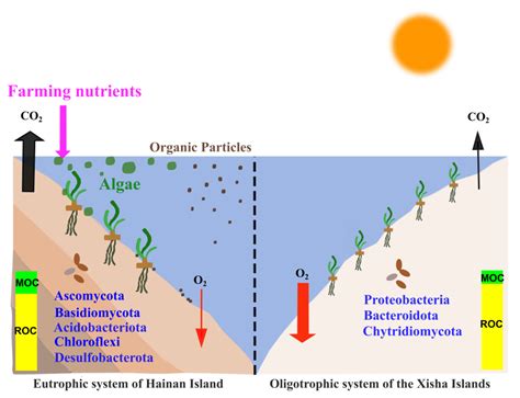 Carbon Sequestration in Sediment as an Ecosystem Function of Seagrass ... - muktibox.com