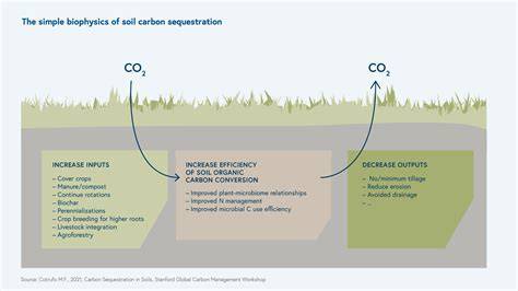 Carbon Sequestration Measurement for Soil Scientists - raincitystudios.com