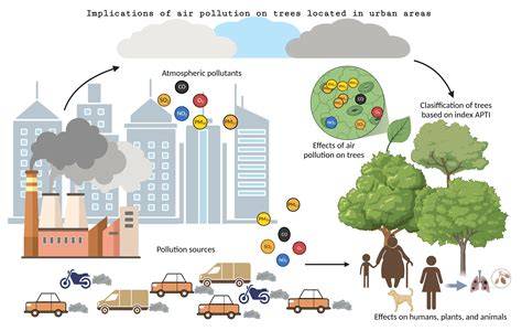 Carbon storage and air pollution effect of urban trees and tree species ... - raincitystudios.com