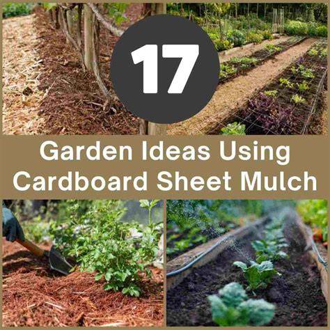 Cardboard Sheet Mulch Garden - raincitystudios.com