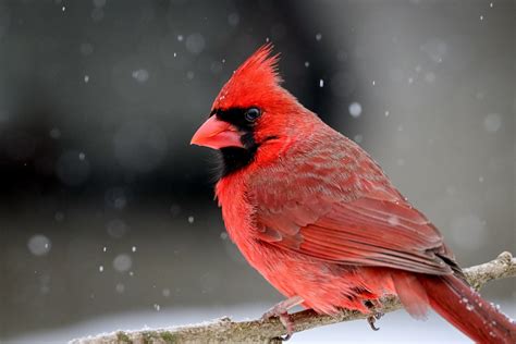 cardinal original - wethersfieldchildhood.com
