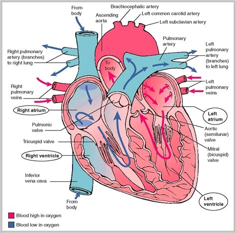 Cardiovascular System Anatomy & Physiology Study Guide - Quizlet - muktibox.com