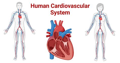 Cardiovascular System - Human Physiology - Lecture … - muktibox.com