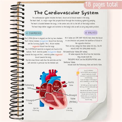 Cardiovascular System Study Guide | PDF | Heart Valve … - muktibox.com