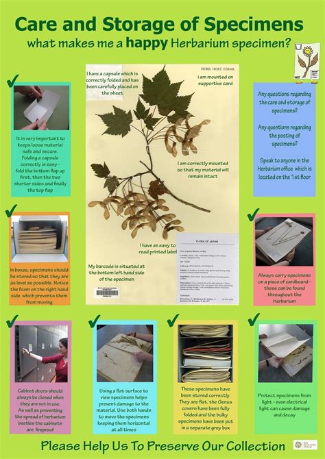 Care and conservation of botanical specimens - muktibox.com