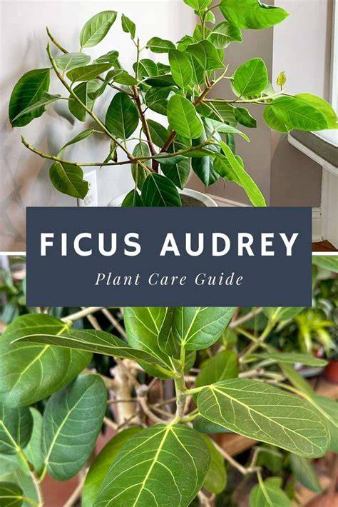 Care and Growth for Ficus Plant or ficus Tree - Ficus … - raincitystudios.com