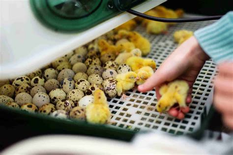 CARE AND INCUBATION OF HATCHING EGGS - muktibox.com
