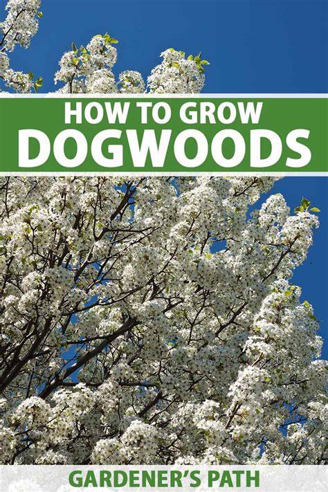 Care For Dogwood Trees: Expert Tips For Multi … - raincitystudios.com