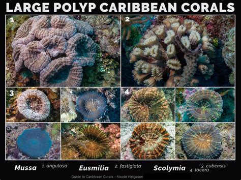 Caribbean Corals Fact Sheet - The Nature Conservancy - wintechmobiles.com