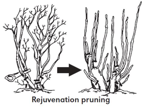 Caring for Coffee Plantations After Rejuvenation Pruning - raincitystudios.com