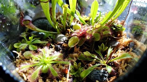 Carnivorous Plant Beginner Guide - PredatoryPlants - muktibox.com