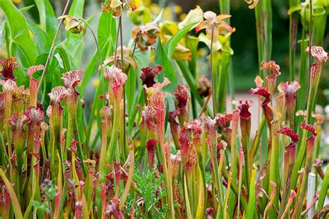 Carnivorous plants / RHS - muktibox.com