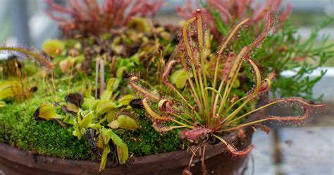 Carnivorous Plants Growing & Care - Guide to Keep … - muktibox.com