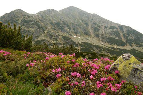 Carpathian montane conifer forests - ecoxplore - raincitystudios.com