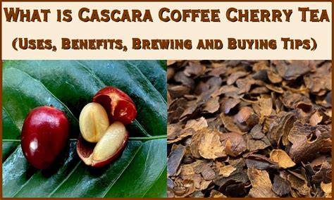 Cascara - tea made of coffee berries! - raincitystudios.com