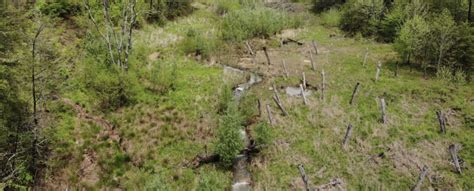 Case Study: Conservation and Restoration of a Pair of - muktibox.com