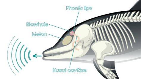 Case Study of Sound Production and Dolphin Behavior … - raincitystudios.com