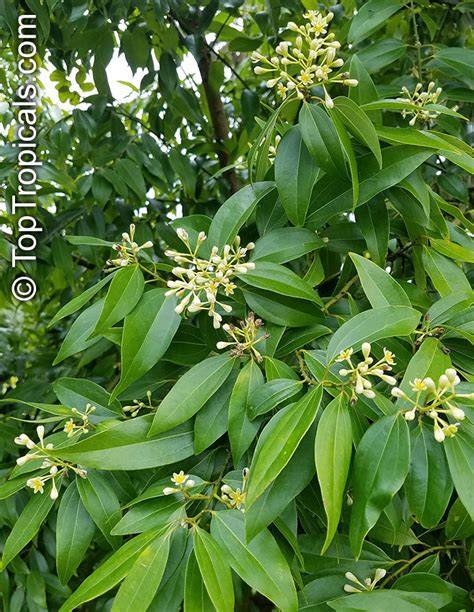 Cassia Cinnamon Tree Images - raincitystudios.com