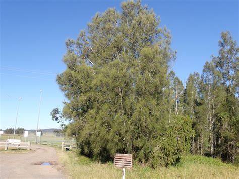 Casuarina Characteristics and Care: Complete … - raincitystudios.com