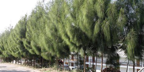 Casuarina equisetifolia (casuarina) | CABI Compendium - raincitystudios.com